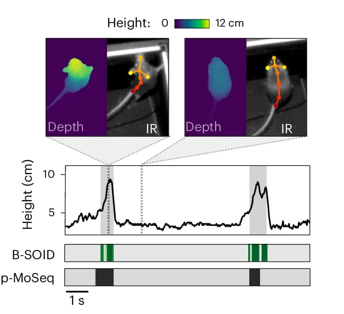 Open access visualization of Line Plot, State Sequences, Keypoint-MoSeq, B-SOiD, Mouse Height