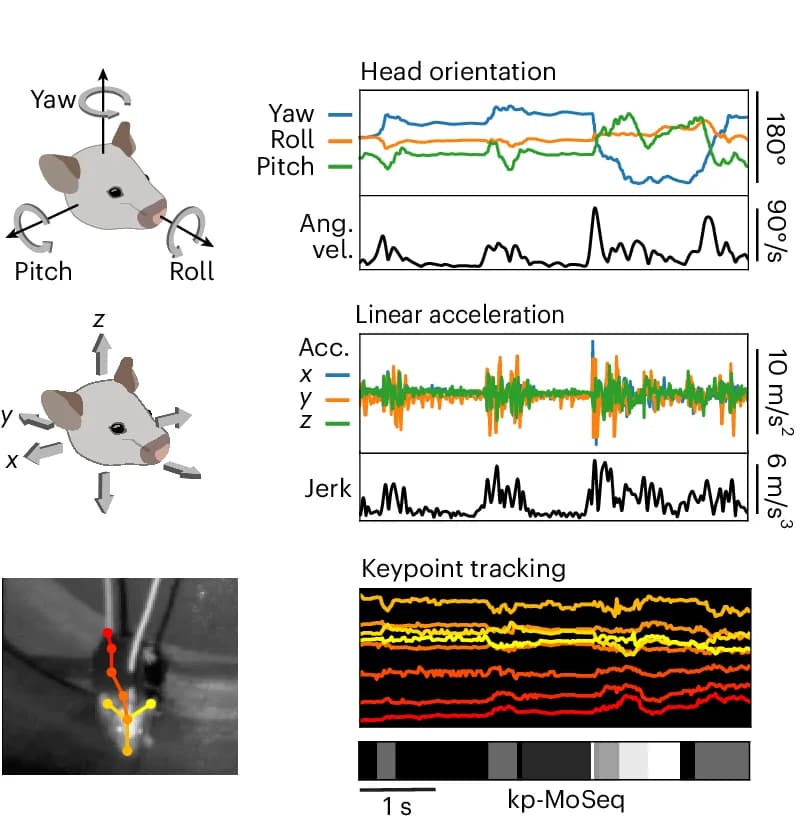 Open access visualization of Line Plot, Photo, IMU Signals, Head Orientation, Linear Acceleration