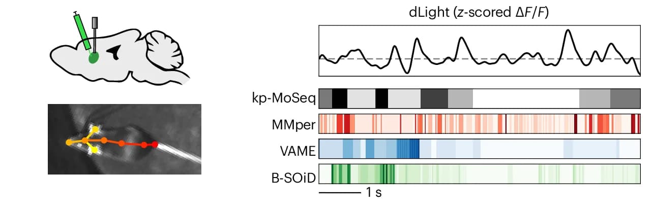 Open access visualization of Line Plot, Heatmap, Bar Plot, Illustration, Dopamine Fluctuations