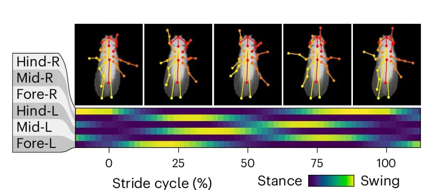 Open access visualization of Heatmap, Microscopy, Stride Cycle, Leg Stance, Leg Swing