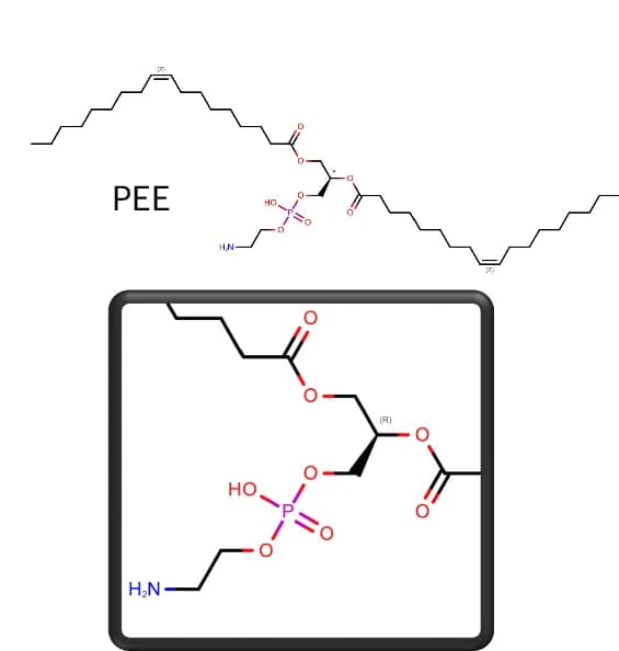 Open access visualization of Chemical Structure, Chemical Sketch, Target Ligand, PEE, Ligand Poses