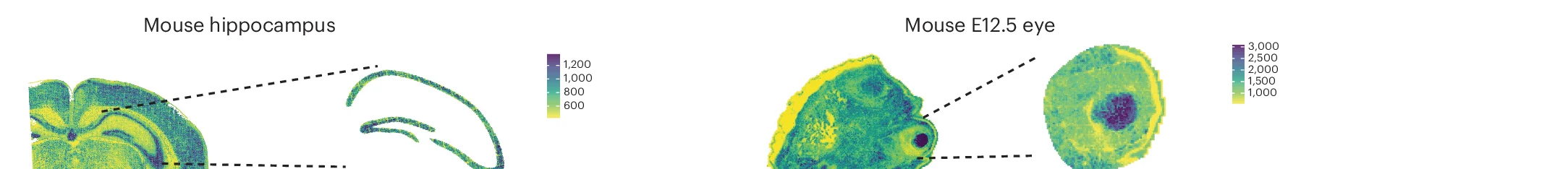 Open access visualization of Heatmap, Mouse Hippocampus, Mouse Eye, UMI Counts, Sequencing Depths