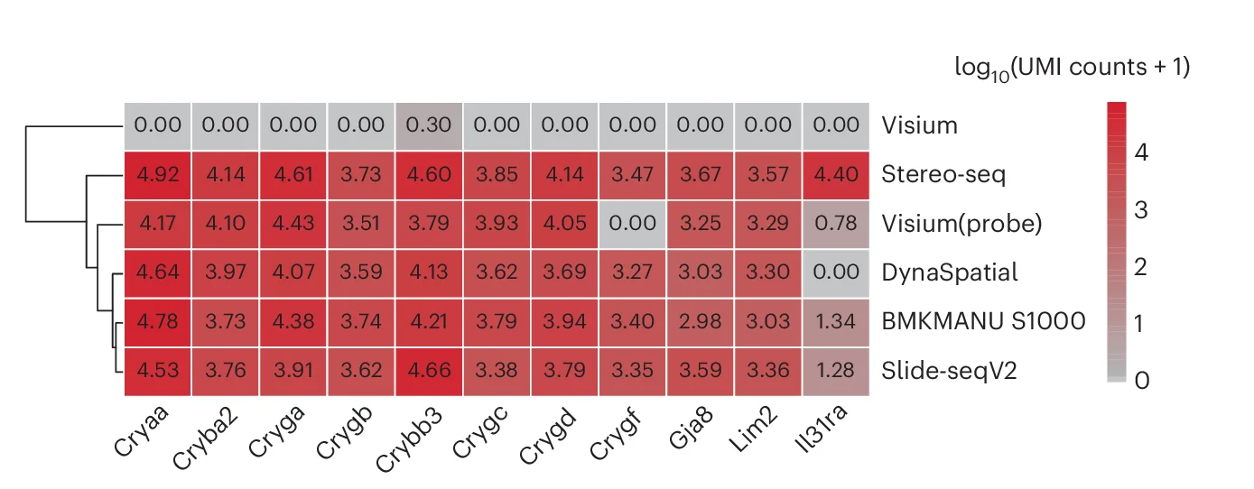Open access visualization of Heatmap, Clustered, Gene Expression, Visium, Stereo-seq