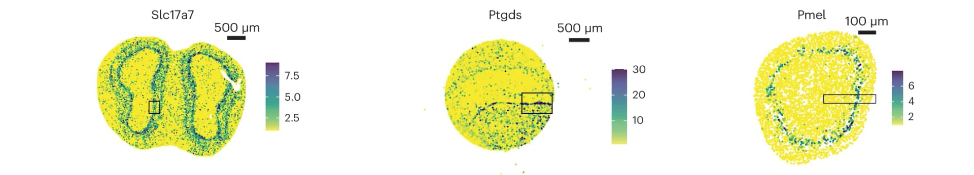 Open access visualization of Scatter Plot, Expression Markers, Olfactory Bulb, Brain, Eye
