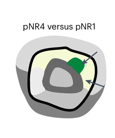 Open access visualization of Illustration, Cell States, Marker Gene Detection, pNR4, pNR1