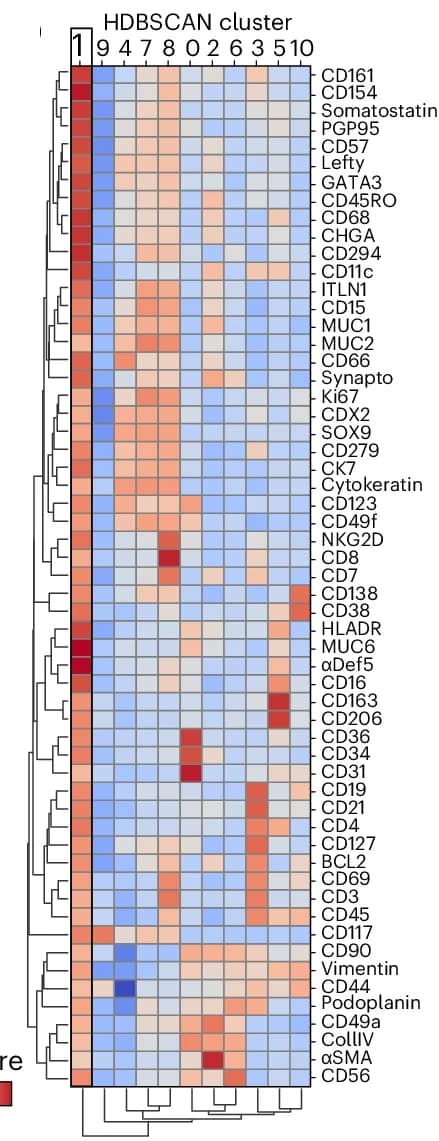 Open access visualization of Heatmap, Clustered, Channel Z Scores, HDBSCAN Clusters, Markers