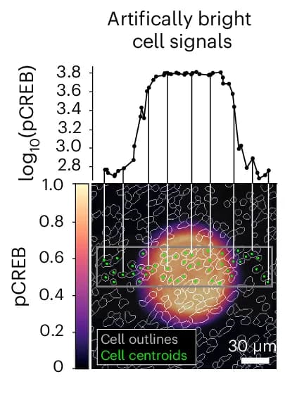 Open access visualization of Line Plot, Microscopy, Heatmap, Illumination Aberration, pCREB Channel