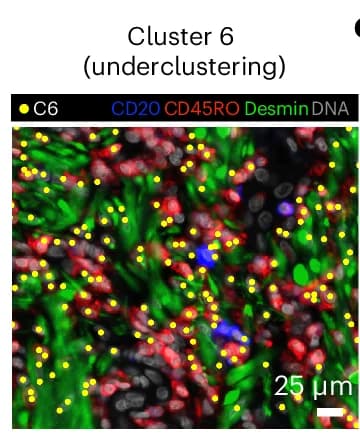 Open access visualization of Microscopy, B Cells, Memory T Cells, Stromal Cells, Co-clustering