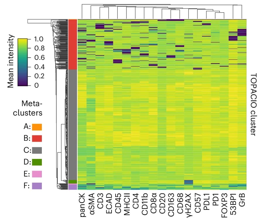 Open access visualization of Heatmap, Clustered, Signal Intensities, Clustering Cells, TOPACIO Dataset