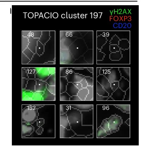 Open access visualization of Microscopy, Expressed Markers, Clusters, Reference Cell, Nuclear Segmentation