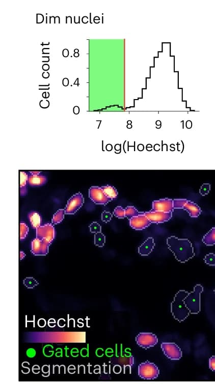Open access visualization of Histogram, Microscopy, Data Filtration, CyLinter, Dim Nuclei