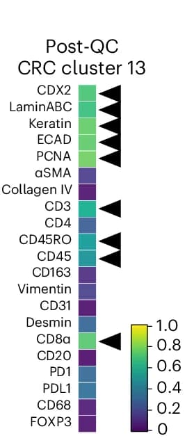 Open access visualization of Heatmap, Mean Signal Intensities, Post-QC CRC Cluster 13, Proliferating Epithelial Cells, CD8+ T Cells