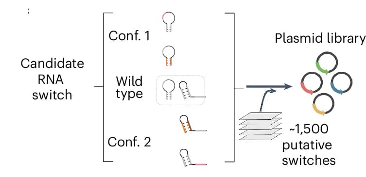 Open access visualization of Workflow, Flowchart, Massively Parallel Mutagenesis, RNA Switch, Mutated Sequence Variants