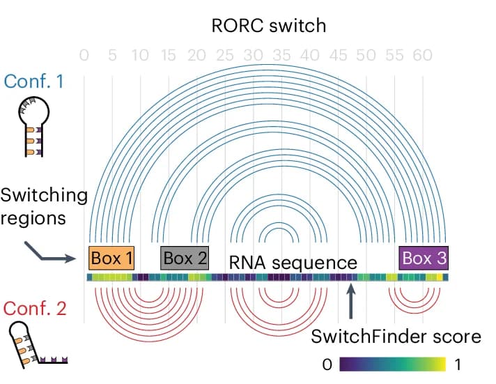 Open access visualization of Network, Sankey, Line Plot, Heatmap, RORC RNA Switch
