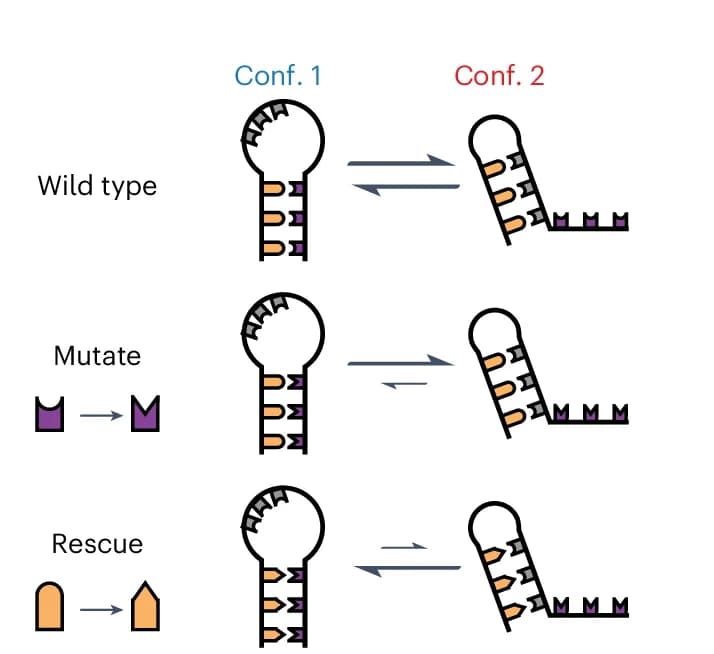 Open access visualization of Workflow, Illustration, Mutation-Rescue Experiments, Switching Regions, Base Pairing