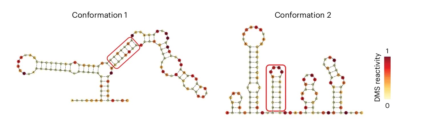 Open access visualization of Network, Pathway, Secondary Structures, Conformations, RORC RNA Switch