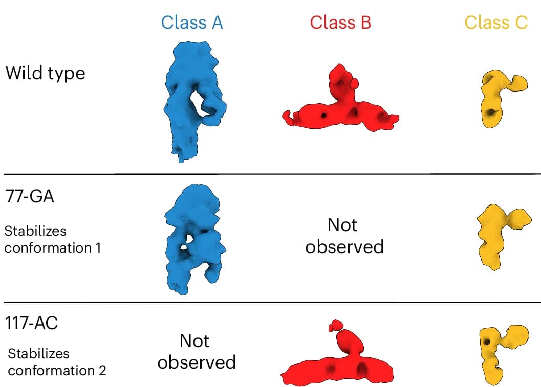 Open access visualization of Protein Structure, Structural Classes, Refolded RORC 3 mRNA, Cryo-EM Processing, RNA-like Features