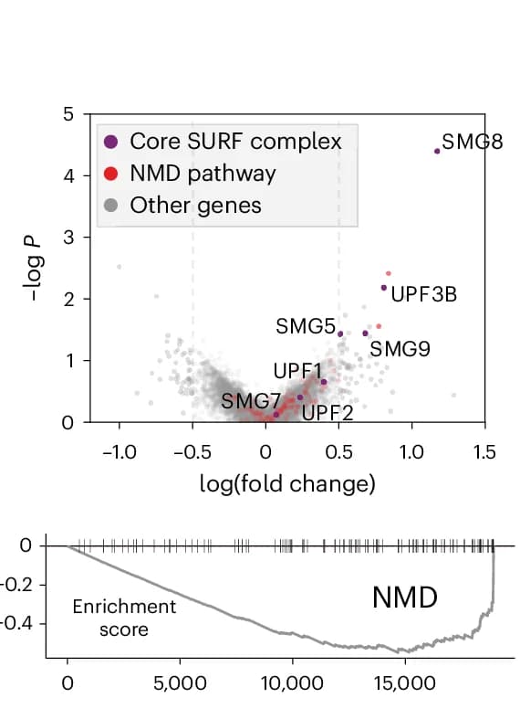 Open access visualization of Volcano Plot, Line Plot, Conformations, Wild Type, Mutant