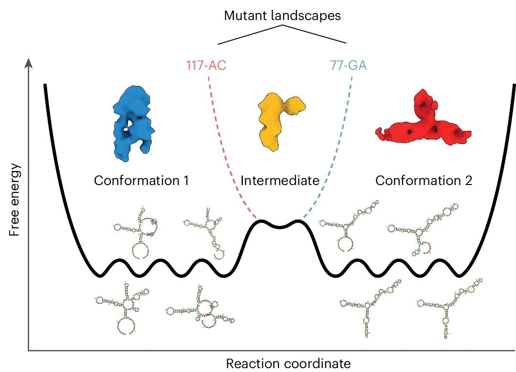 Open access visualization of Line Plot, Chemical Structure, Workflow, RORC 3' mRNA Element, Energy Landscape