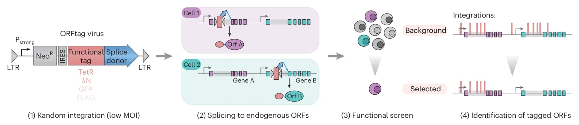 Open access visualization of Workflow, Illustration, ORFtag Approach, Multiplicity of Infection, Promoter
