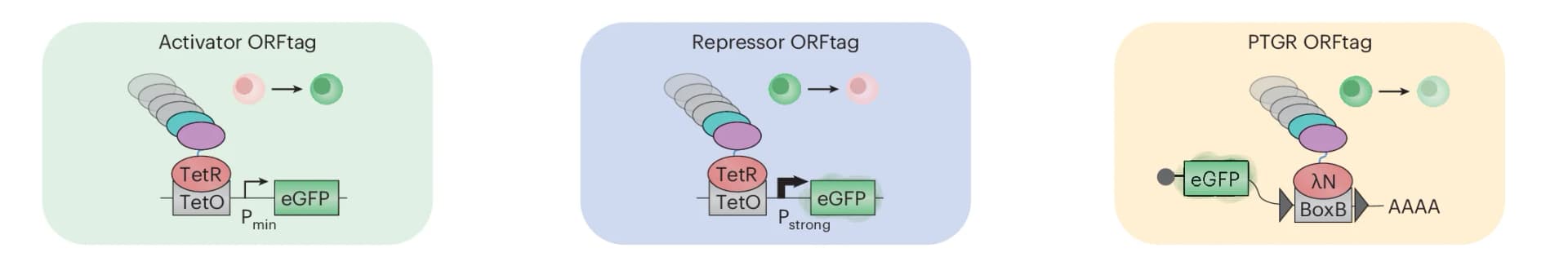 Open access visualization of Workflow, Illustration, Transcriptional Activators, Repressors, PTGRs