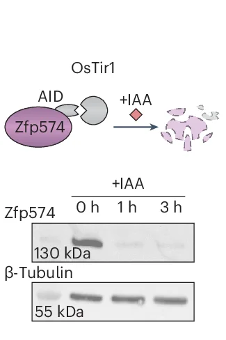 Open access visualization of Illustration, Workflow, Gel, Zfp574, AID