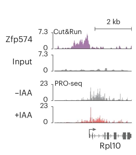 Open access visualization of Line Plot, Line Step, Zfp574, Cut&Run, PRO-seq