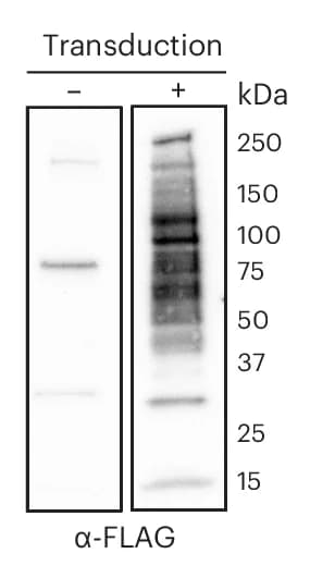 Open access visualization of Gel, Western Blot, FLAG Tag, Tagging Pattern, mES Cell Lysate