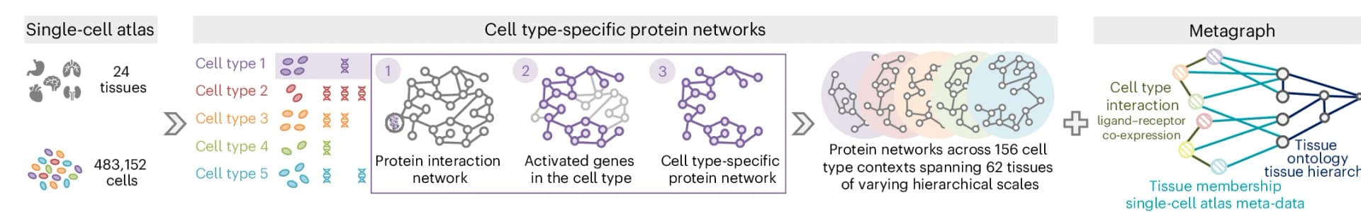 Open access visualization of Network, Pathway, Protein Interaction Networks, Cell Type, Tissue Organization