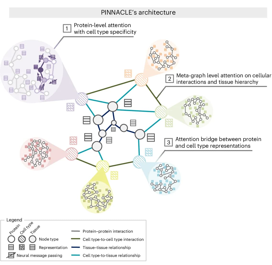 Open access visualization of Network, Pathway, PINNACLE, Attention Mechanisms, Proteins