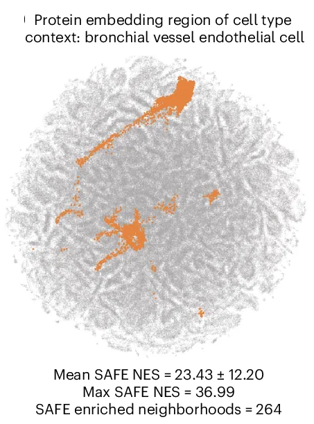 Open access visualization of Scatter Plot, UMAP, Protein Representations, Cell Type Context, Bronchial Vessel Endothelial Cell