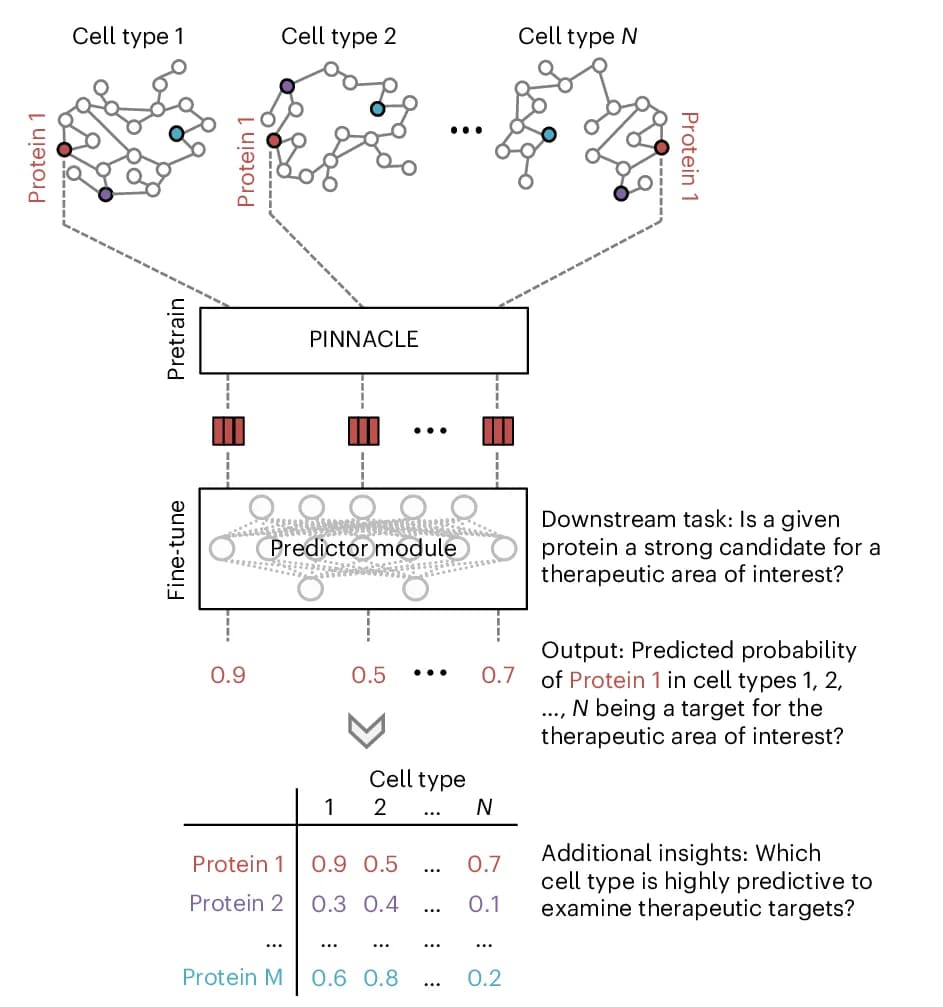 Open access visualization of Workflow, Flowchart, Table Image, Cell Type-Specific Protein Interaction Networks, PINNACLE