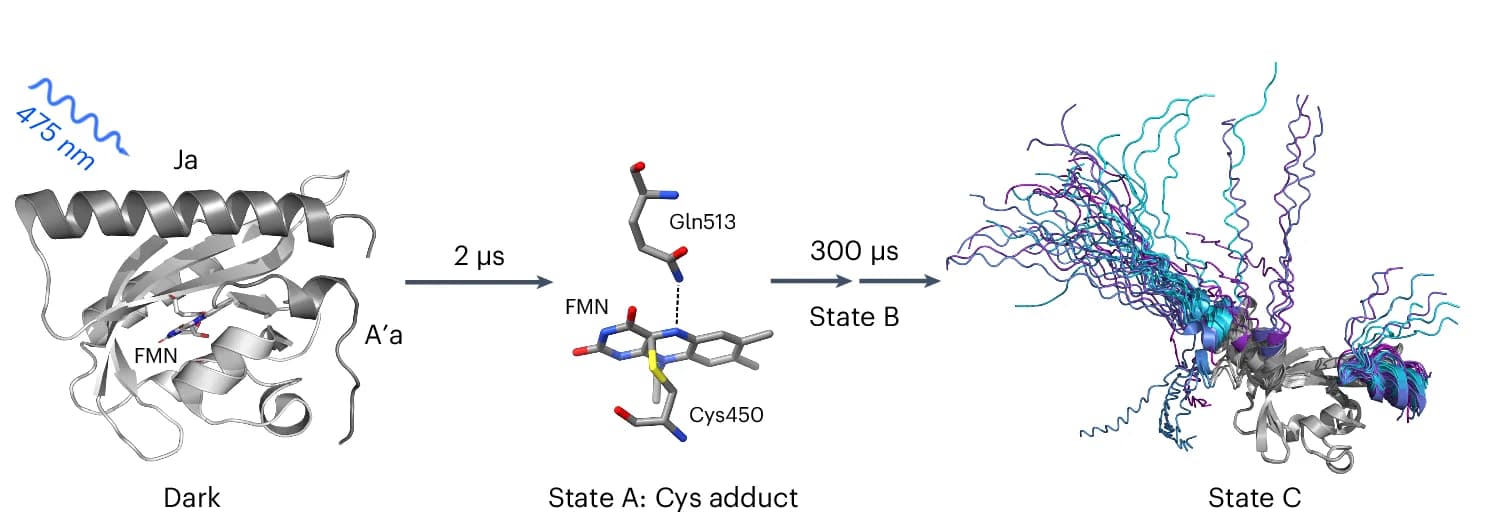 Open access visualization of Protein Structure, Workflow, Structural Dynamics, Photoactivation Mechanism, AsLOV2