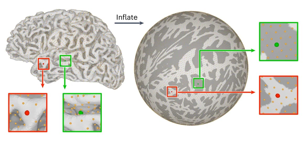 Open access visualization of 3D Plot, Protein Structure, Surface Templates, Cortical Surface, Spherical Surface