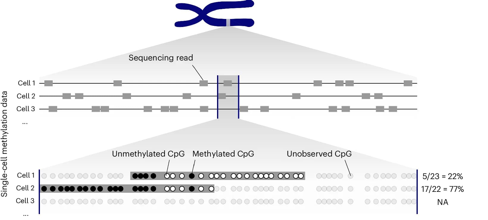 Open access visualization of Workflow, Illustration, Genomic Interval, Chromosome, DNA Methylation