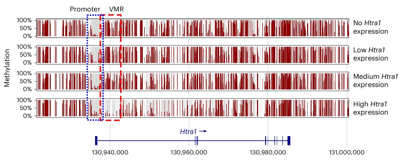 Open access visualization of Bar Plot, Methylation, Gene Expression, Htra1, Cells