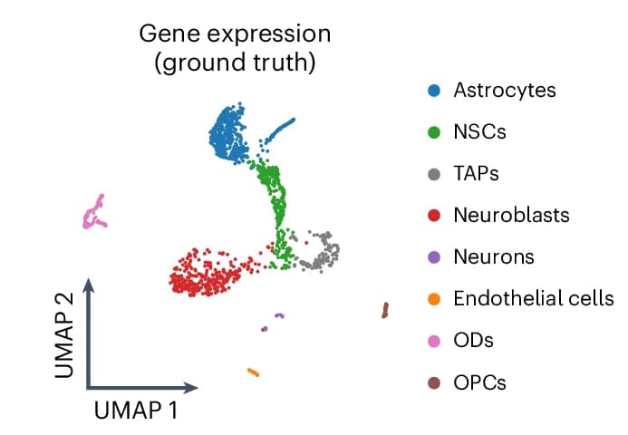 Open access visualization of Scatter Plot, UMAP, Cell Labels, Single-Cell Transcriptomes, Oligodendrocyte Progenitor Cells