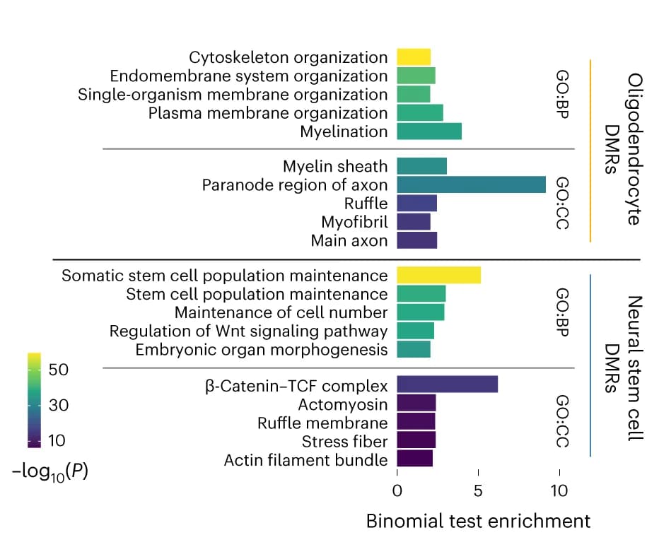 Open access visualization of Bar Plot, GO Terms, DMRs, Oligodendrocytes, NSCs