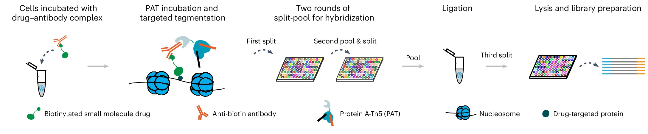 Open access visualization of Workflow, Flowchart, Illustration, Single-Cell, EpiChem Design