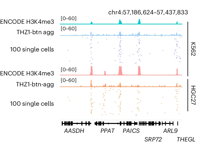 Open access visualization of Line Plot, Scatter Plot, THZ1-btn, K562 Cells, HGC27 Cells