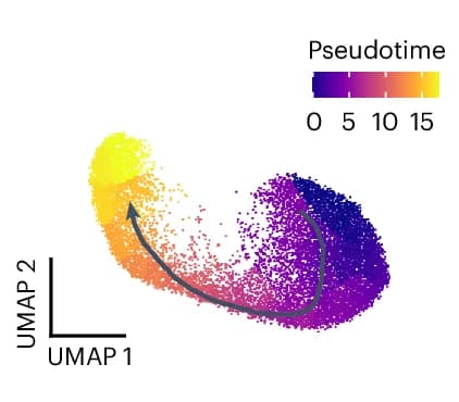 Open access visualization of Scatter Plot, UMAP, Pseudotime Trajectory, EMT Progression
