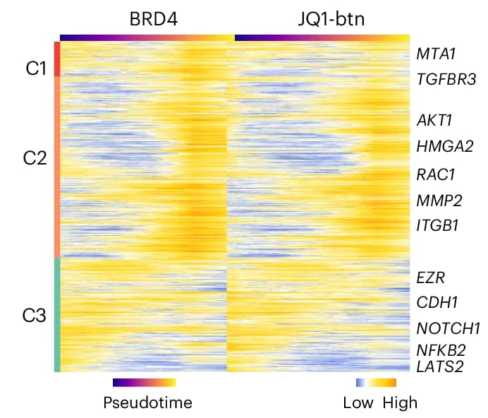 Open access visualization of Heatmap, Clustered, Heatmaps, Dynamic Genomic Signals, BRD4