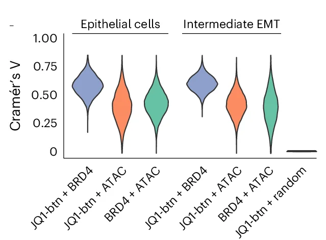 Open access visualization of Violin Plot, Violin Plots, Cramér’s V, JQ1-btn, BRD4
