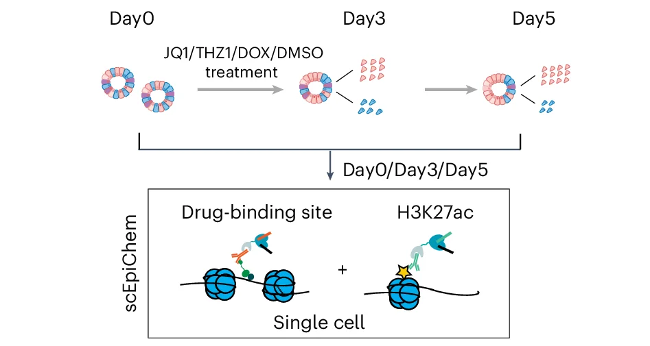 Open access visualization of Workflow, Illustration, Small-Molecule Drug, CRC Organoids