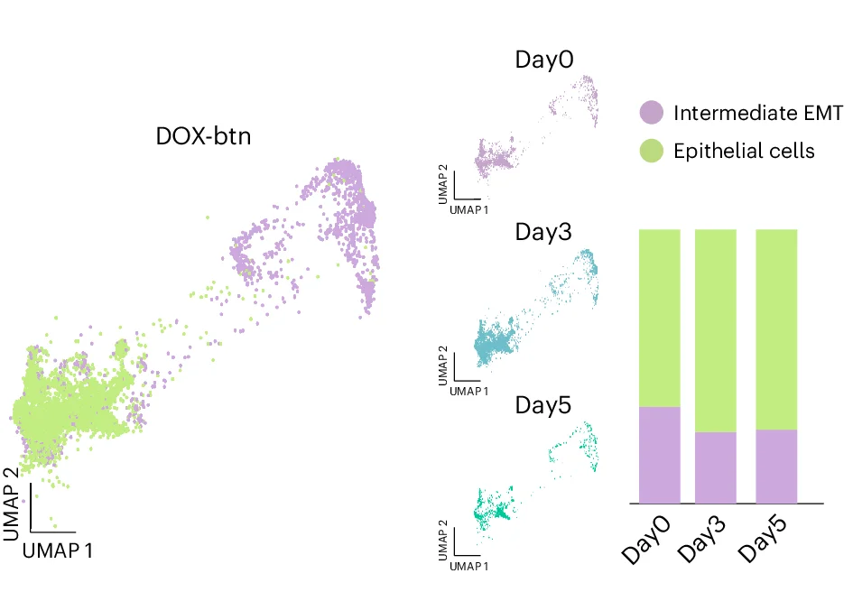 Open access visualization of UMAP, Stacked Bar Plot, scEpiChem, Dox-btn, H3K27ac