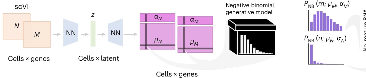 Open access visualization of Workflow, Histogram, scVI, Nascent RNA, Mature RNA