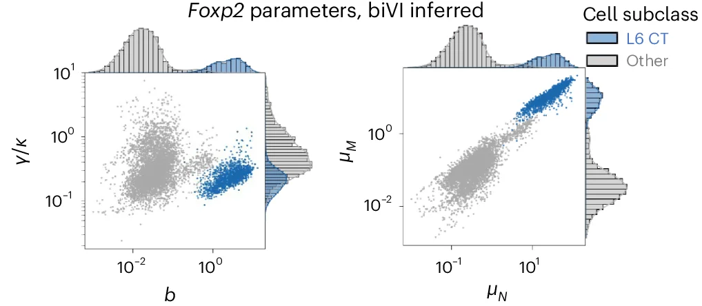 Open access visualization of Scatter Plot, Histogram, Cell-Specific Parameters, Foxp2, L6 CT Cells