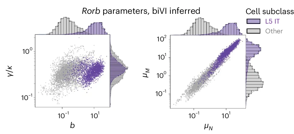 Open access visualization of Scatter Plot, Histogram, Cell-Specific Parameters, Rorb, L6 CT Cells