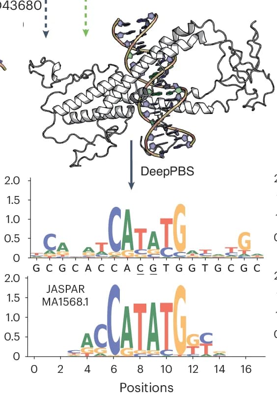Open access visualization of Protein Structure, Illustration, bHLH protein, TCF21 dimer, Homo sapiens
