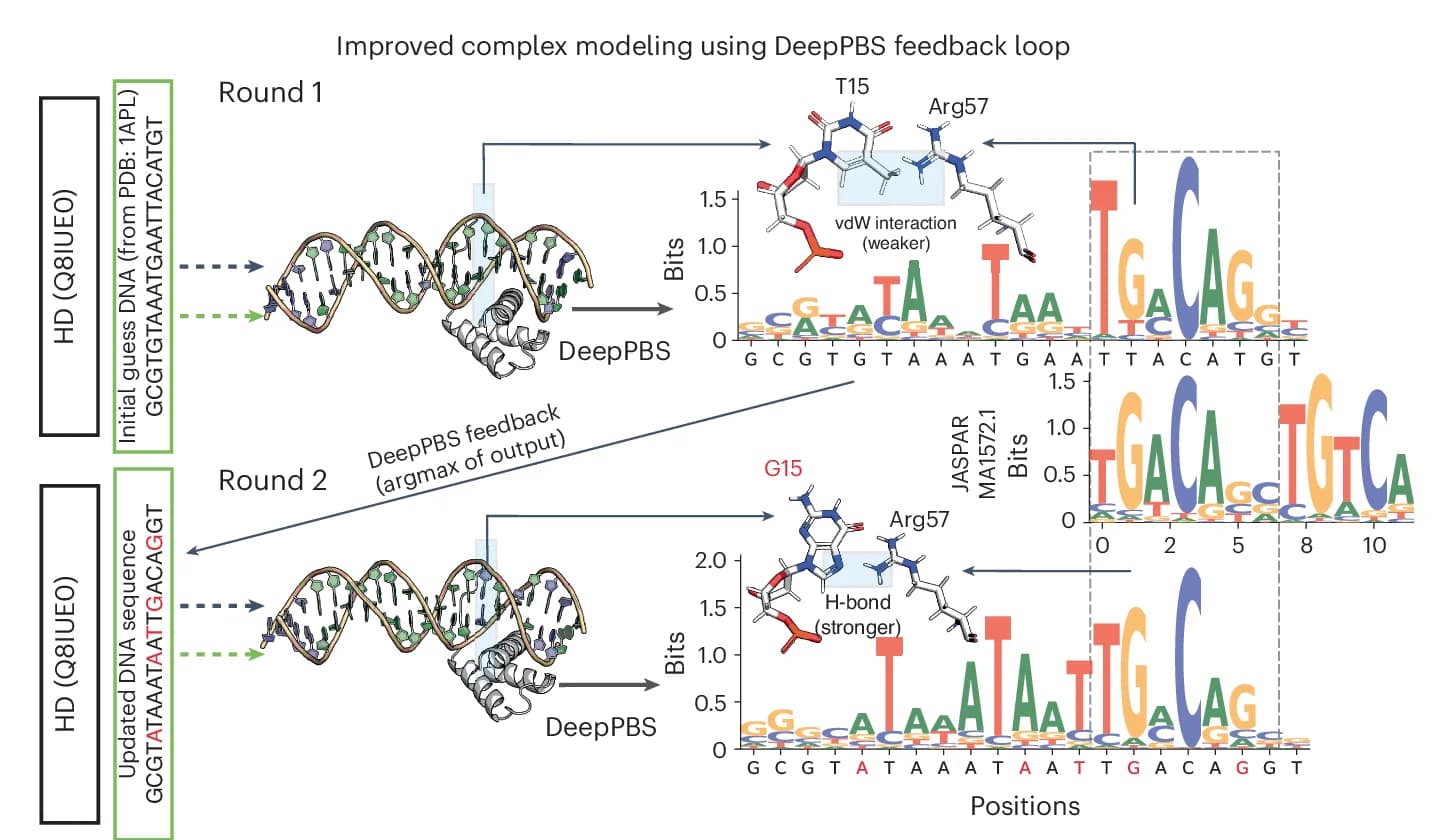 Open access visualization of Workflow, Illustration, DeepPBS, TGIF2LY protein, van der Waals